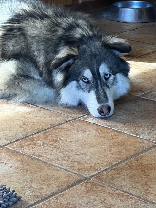 dog-image
