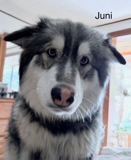 dog-image