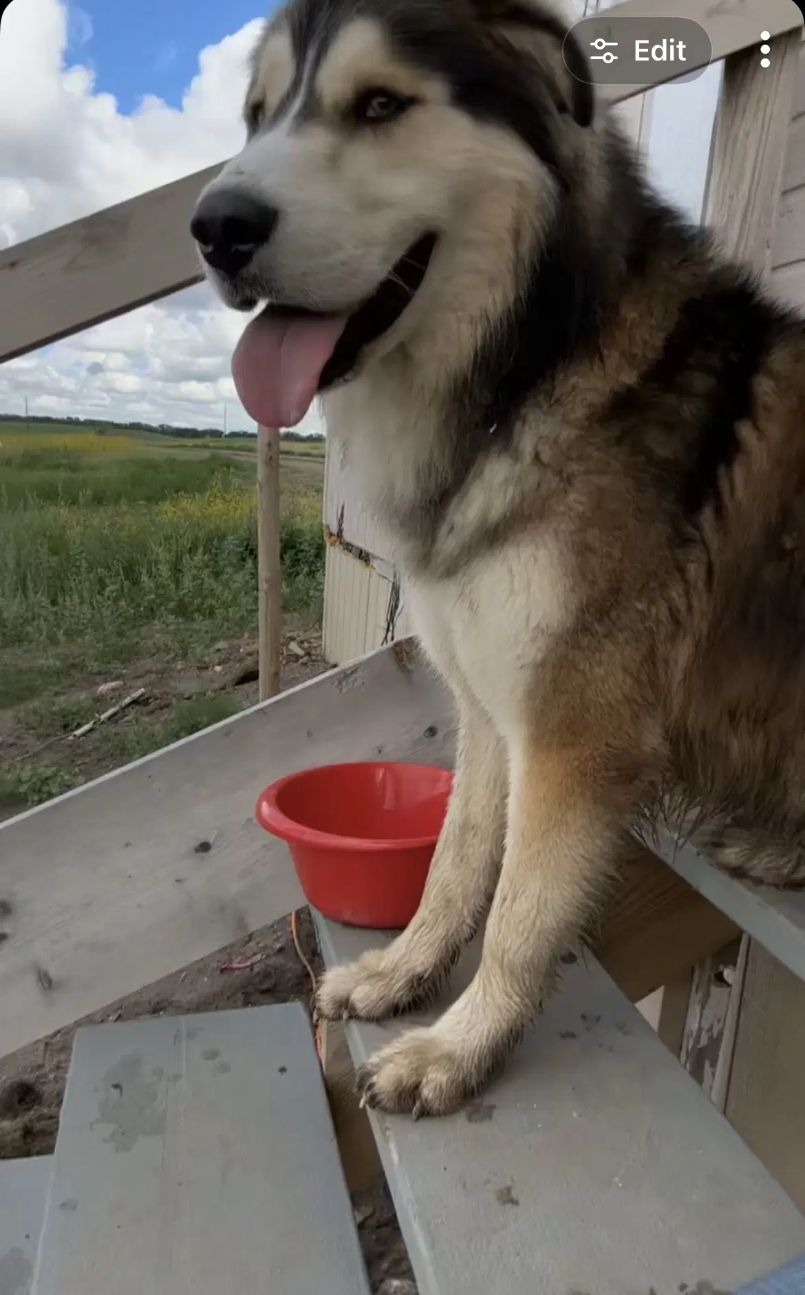 Clyde - Alaskan Malamute