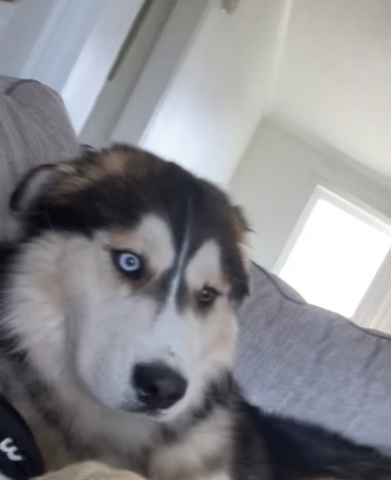 dog-image