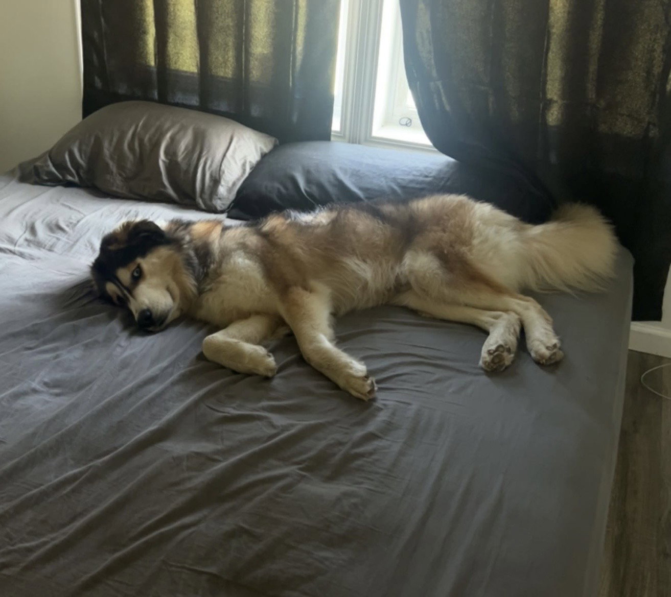 dog-image