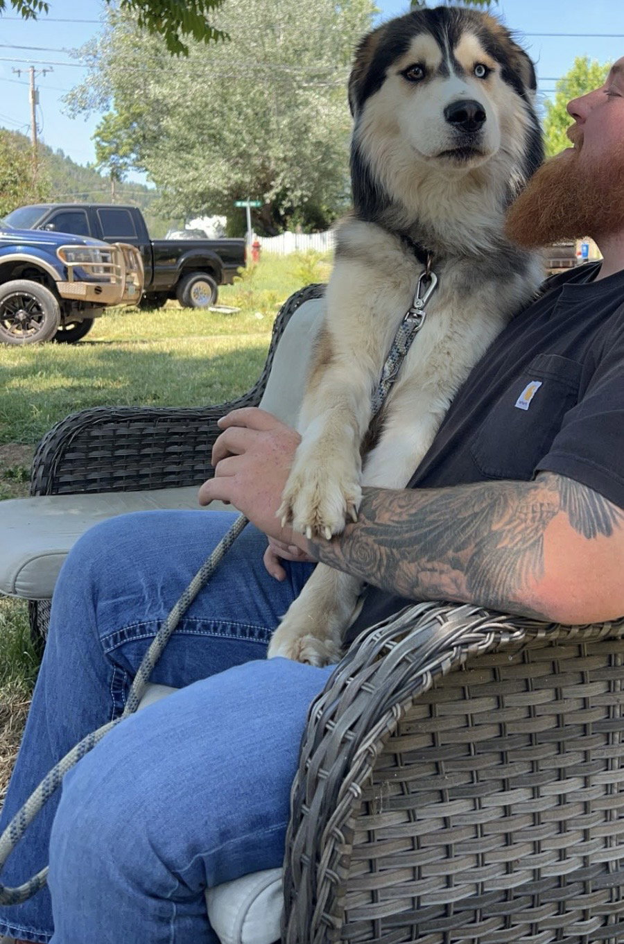 dog-image
