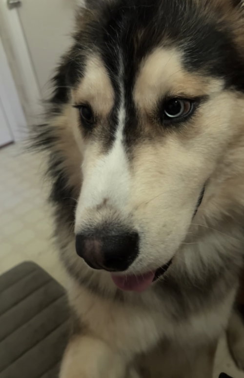 CLYDE, an adoptable Alaskan Malamute in Seattle, WA