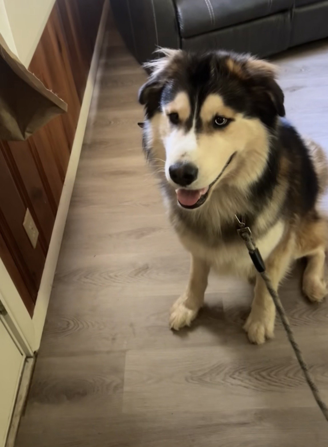 dog-image