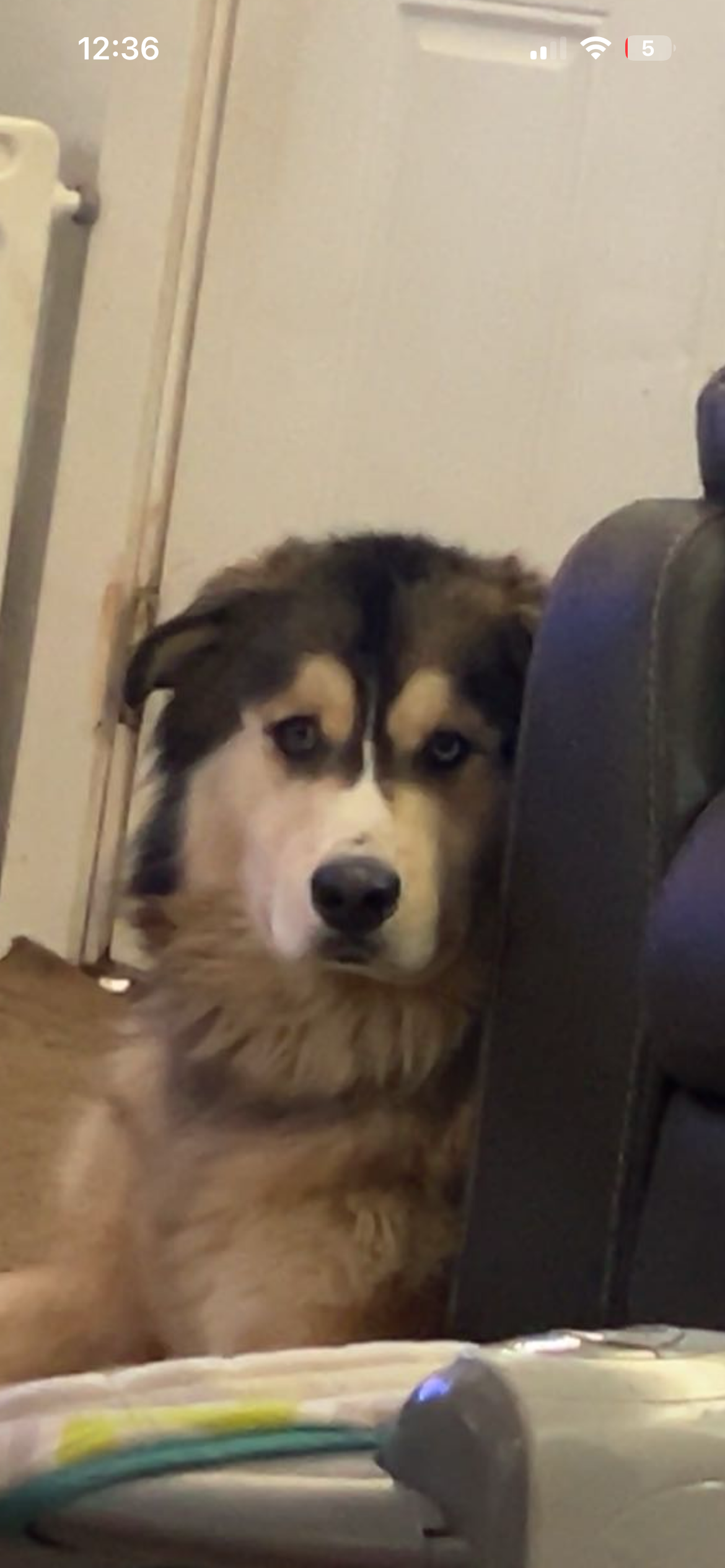 dog-image
