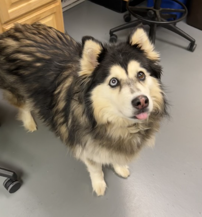 dog-image