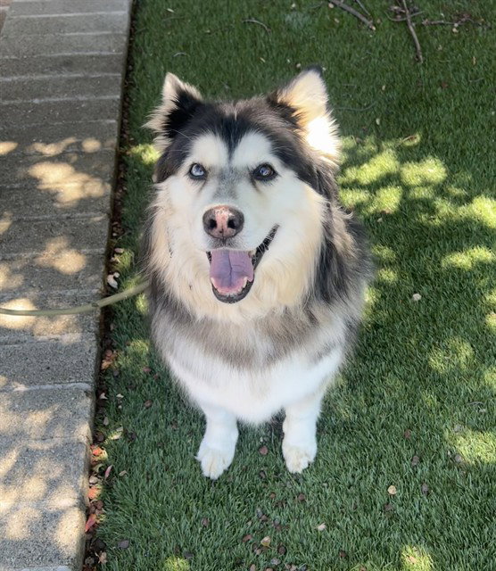 dog-image