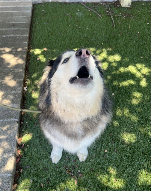 dog-image