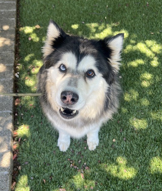 dog-image