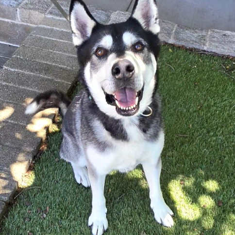 HUGO (Courtesy Listing)