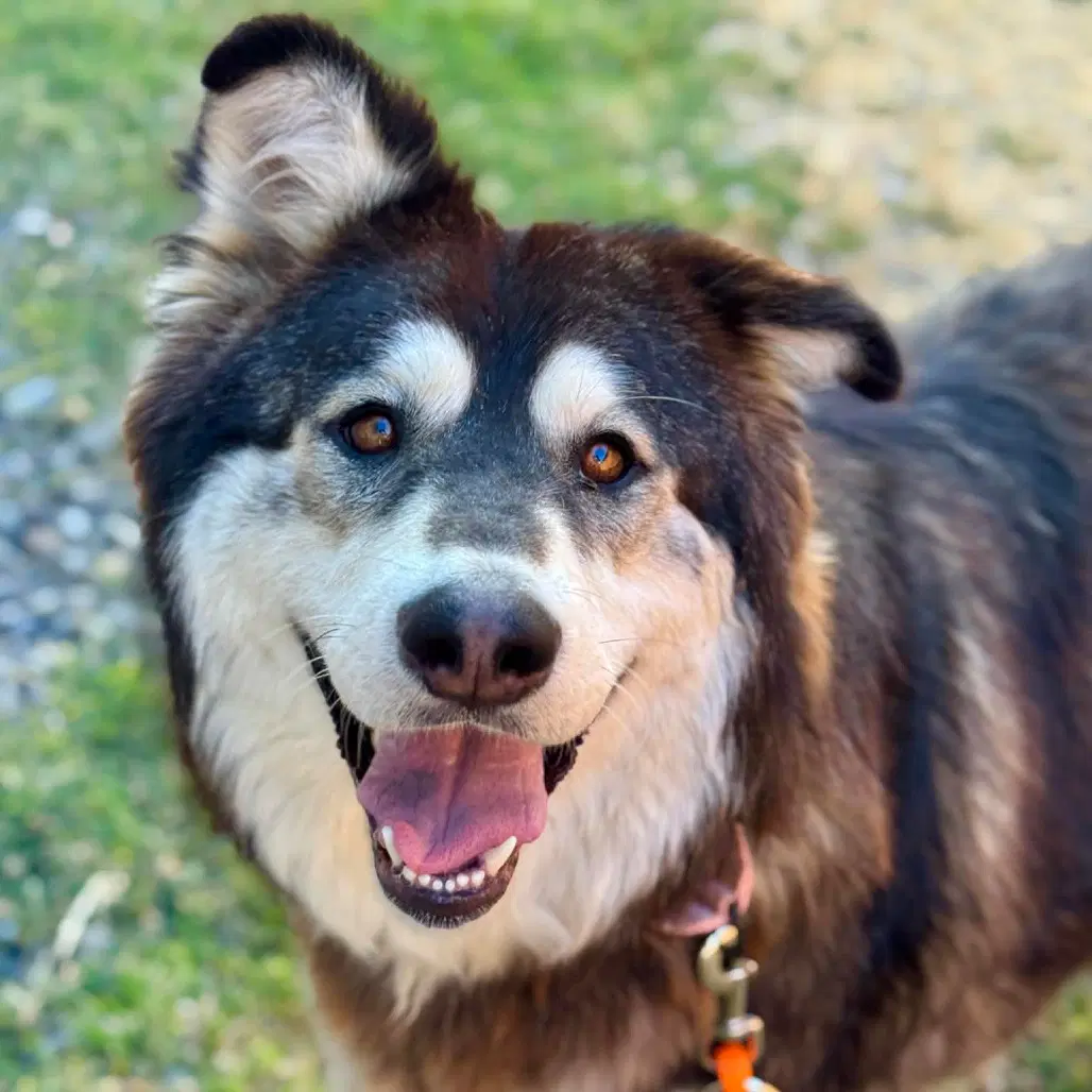 Pearl - Alaskan Malamute