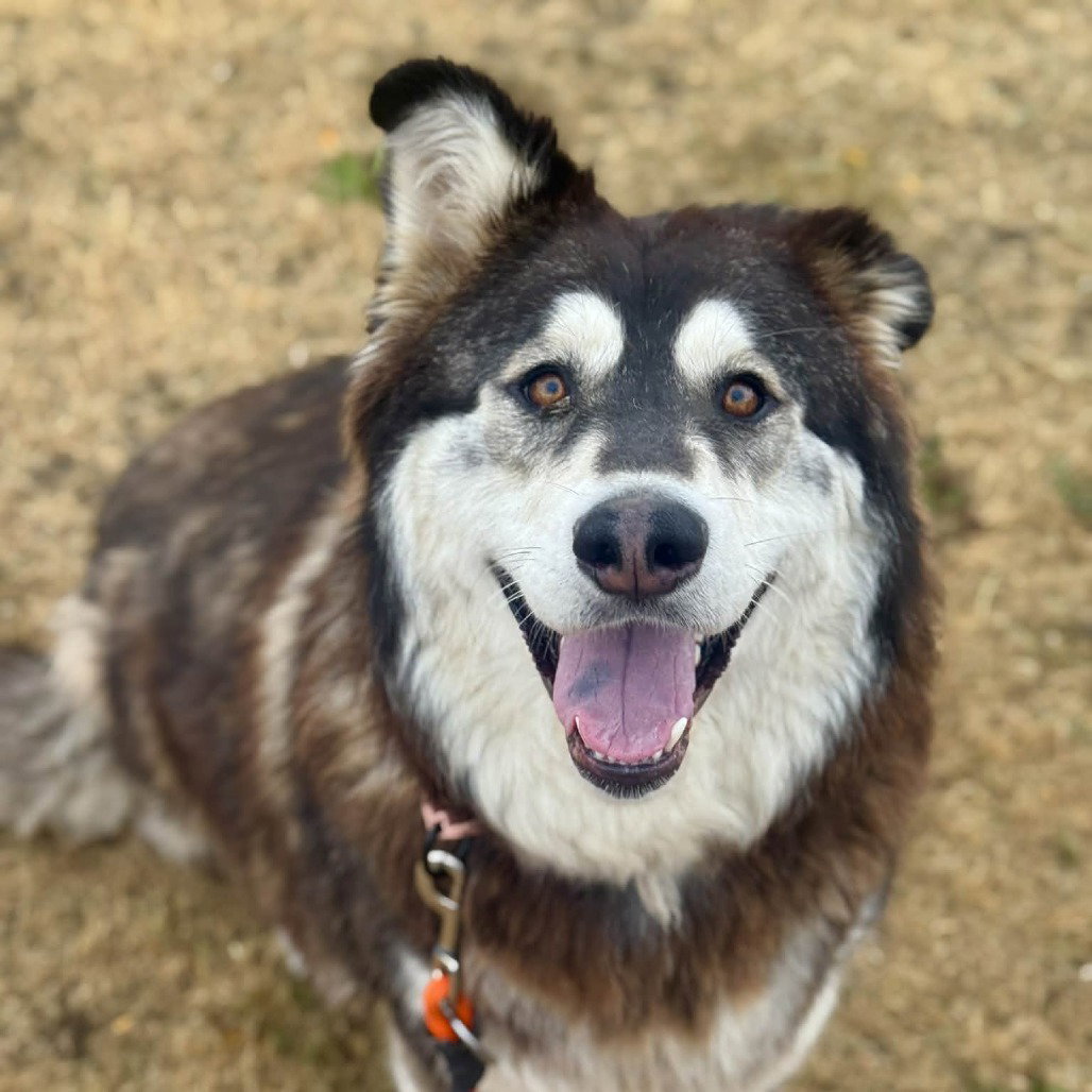 dog-image