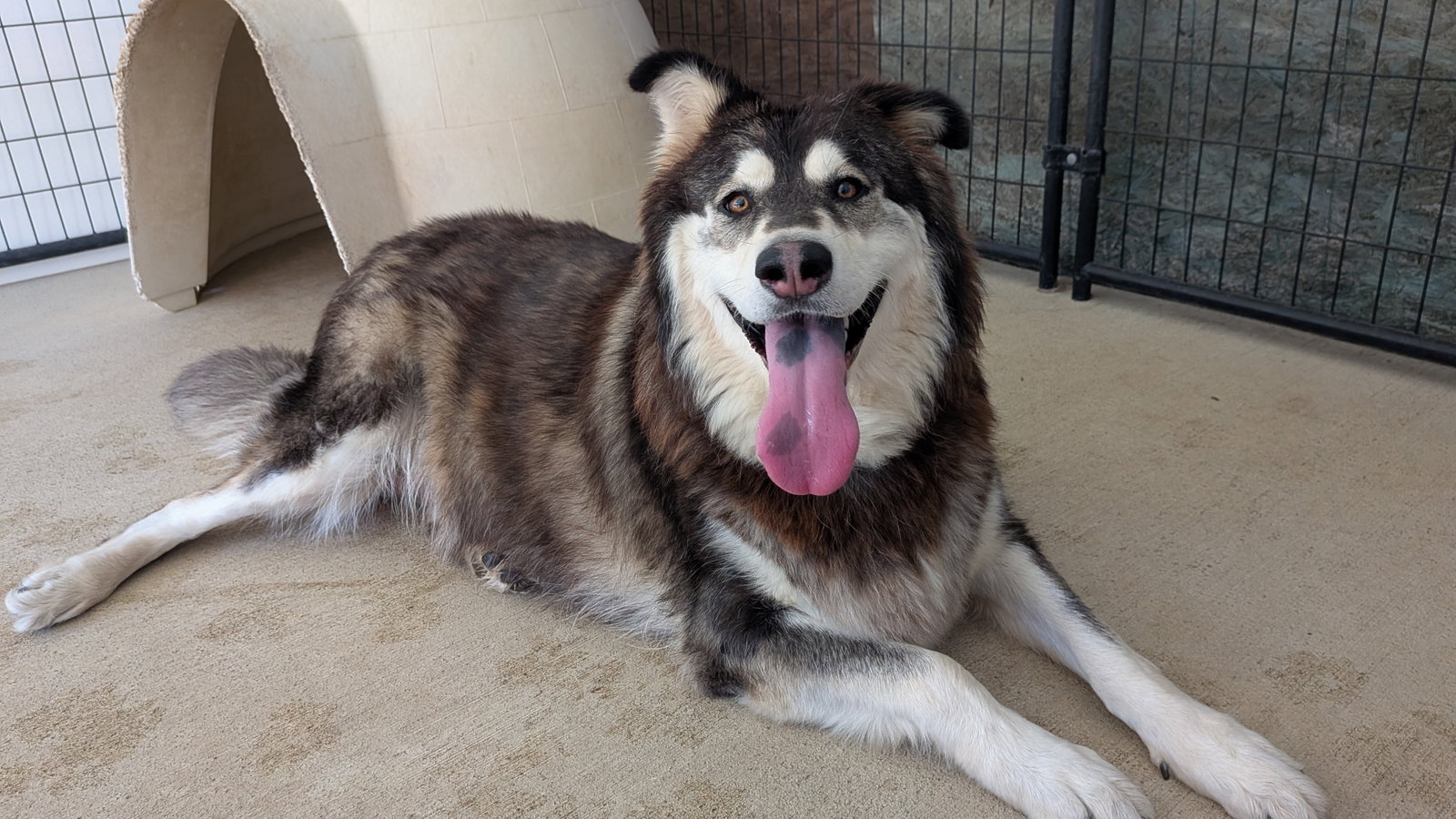 dog-image