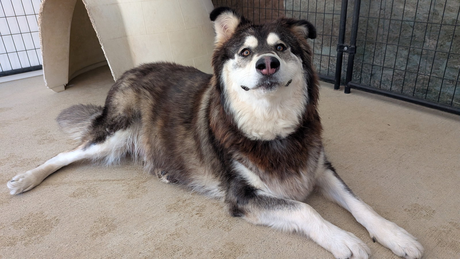 dog-image