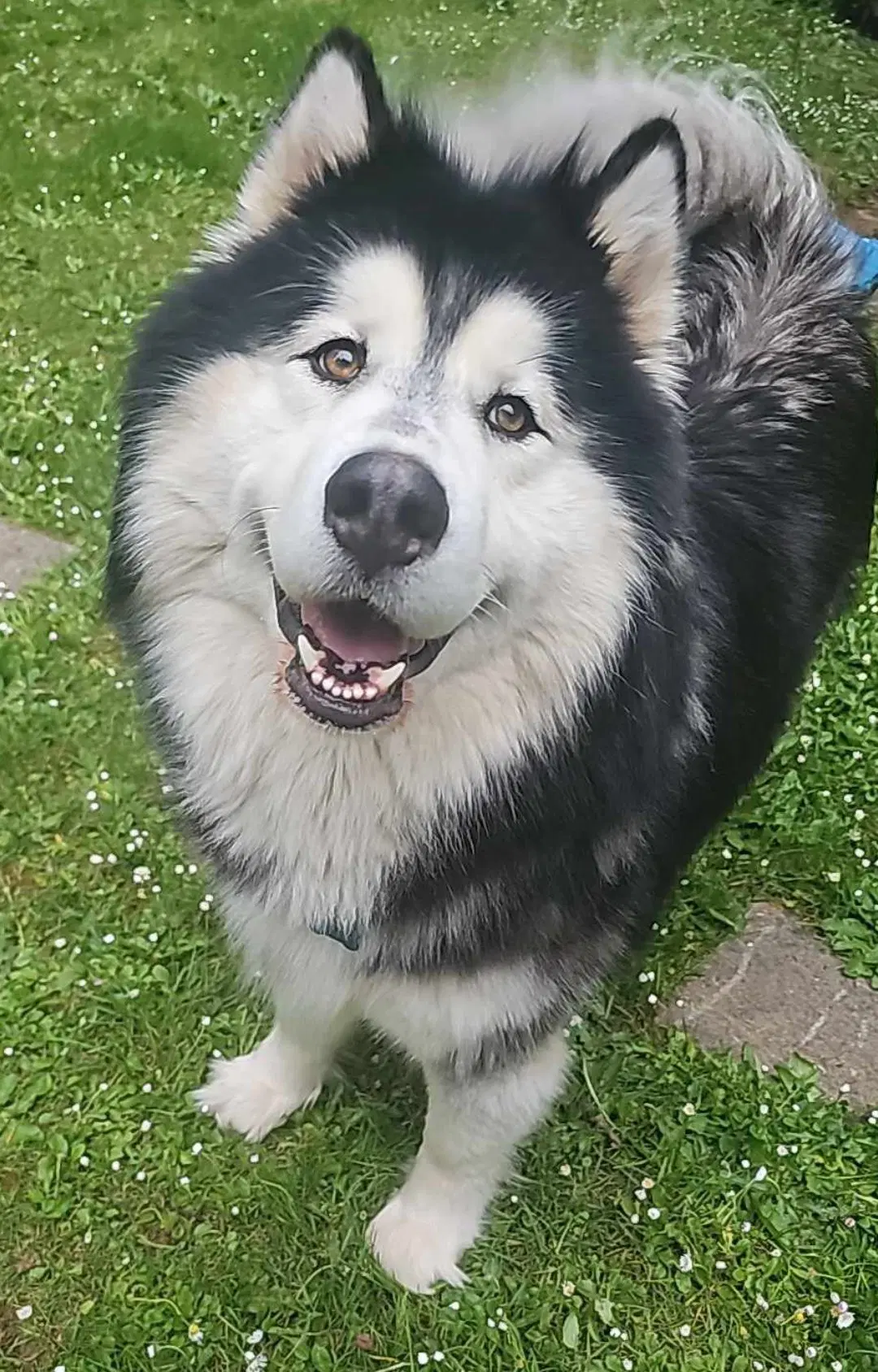 Arthur - Alaskan Malamute