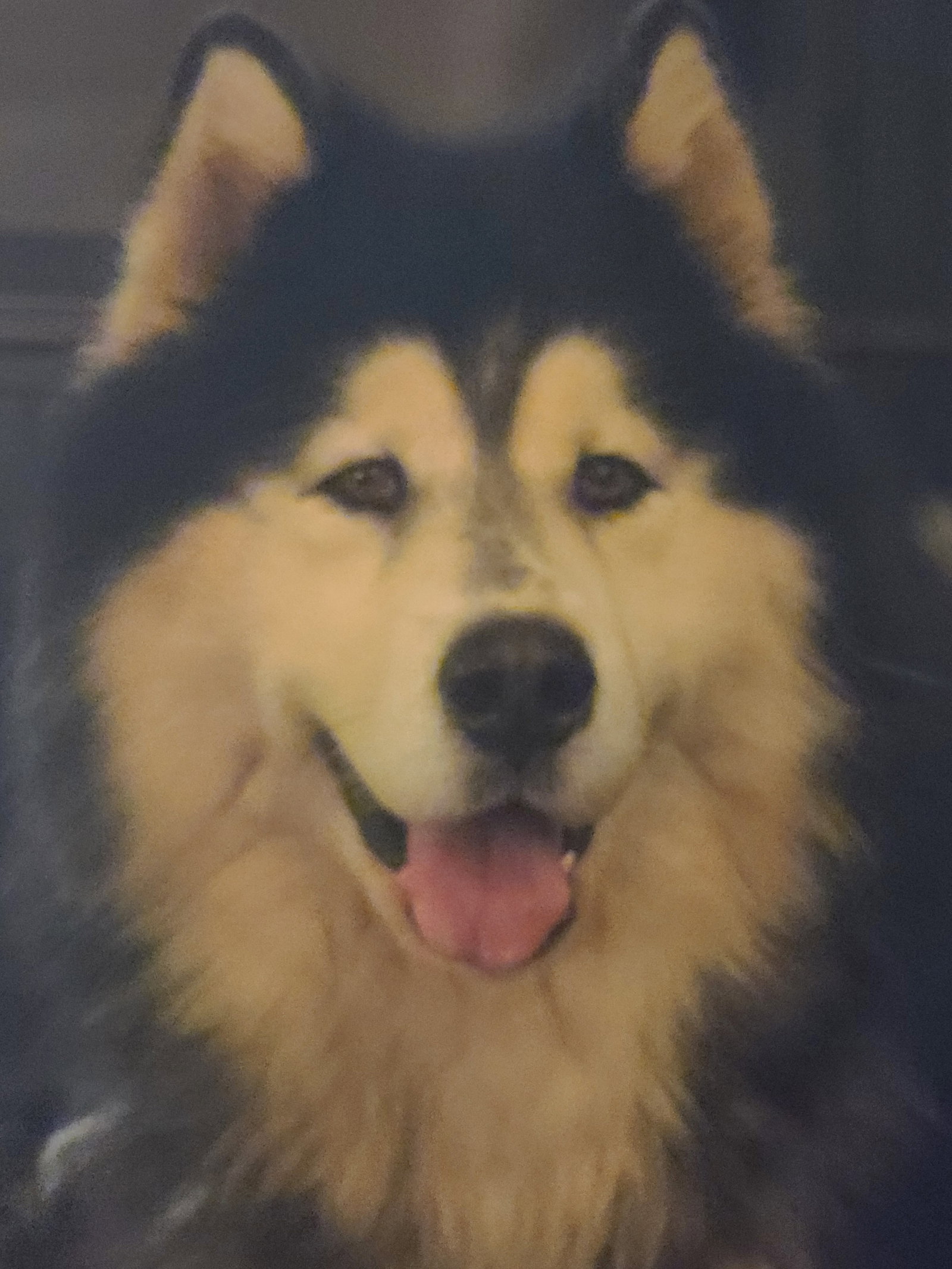 dog-image