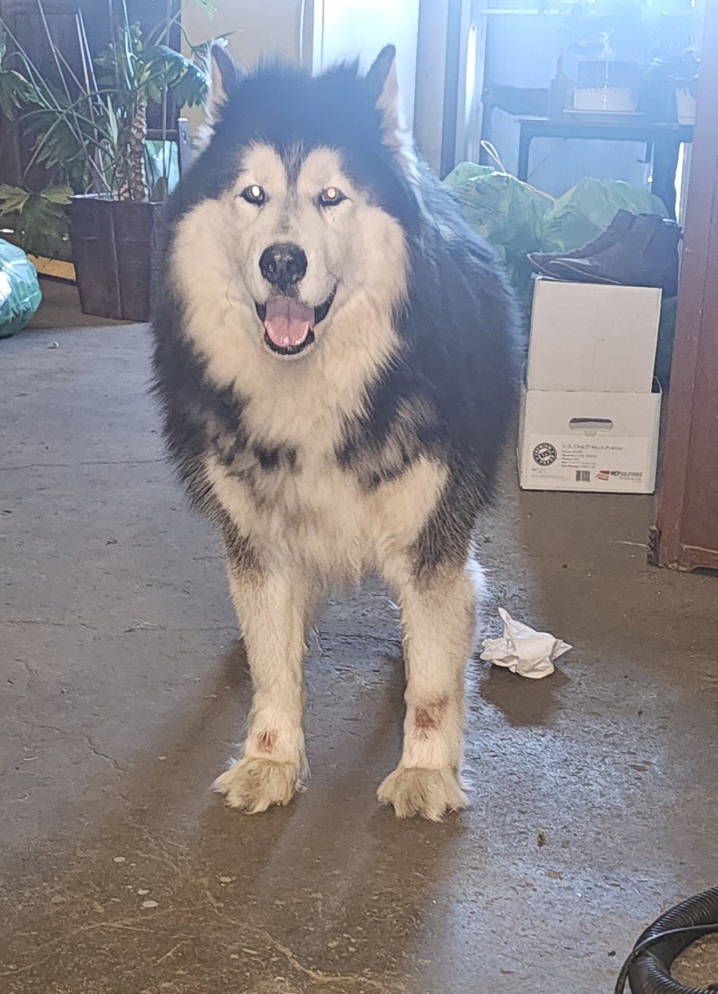 dog-image
