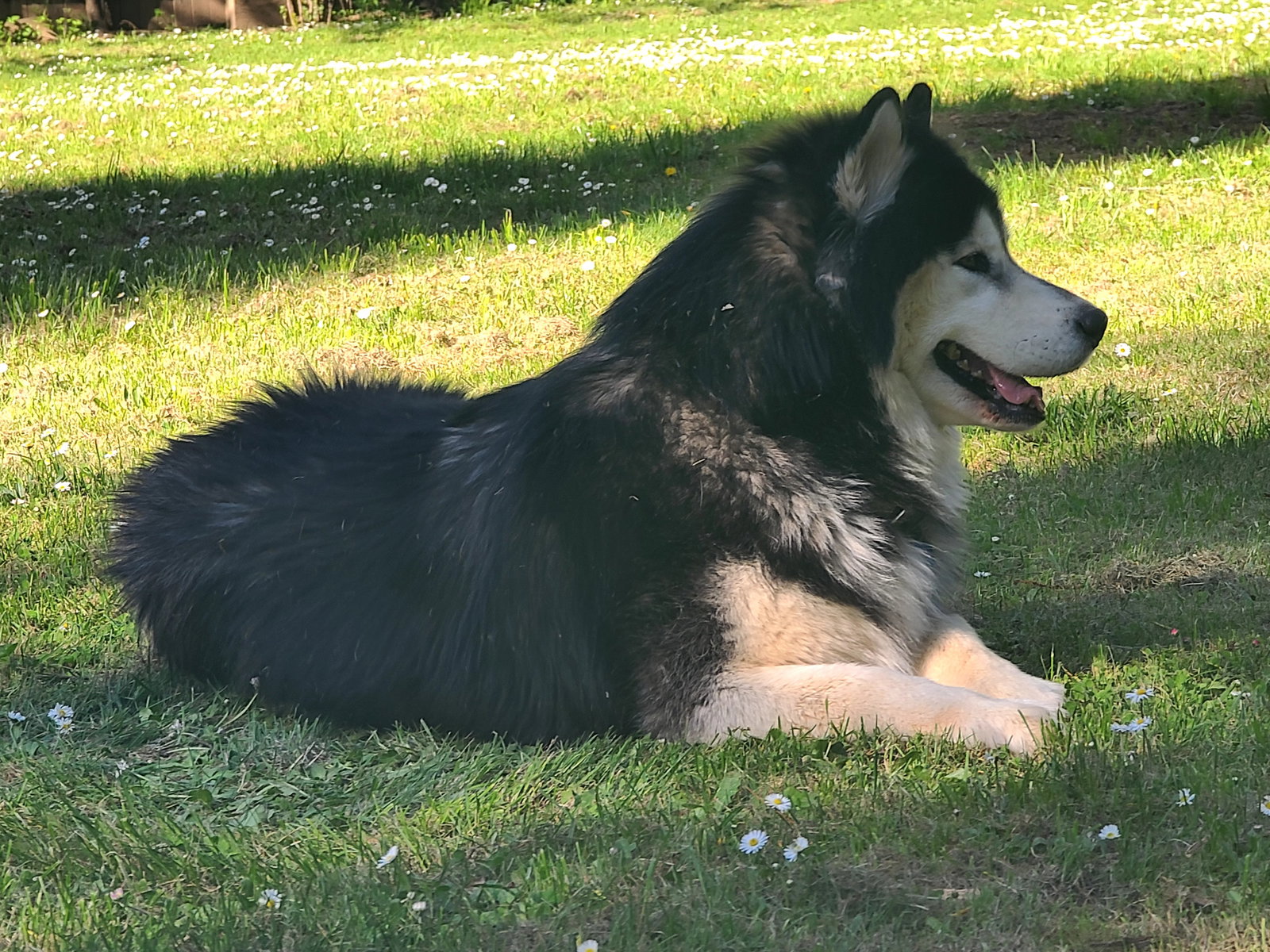 dog-image
