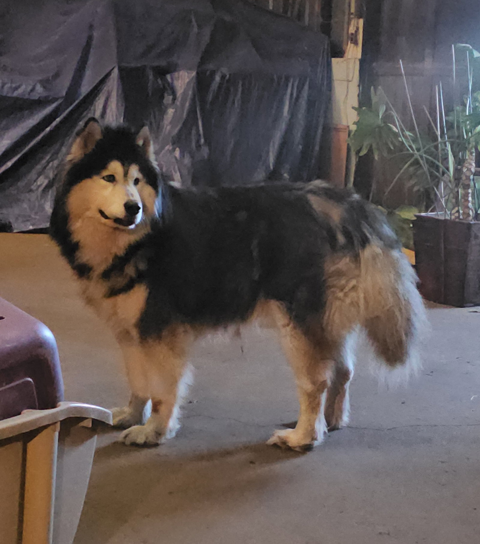 dog-image