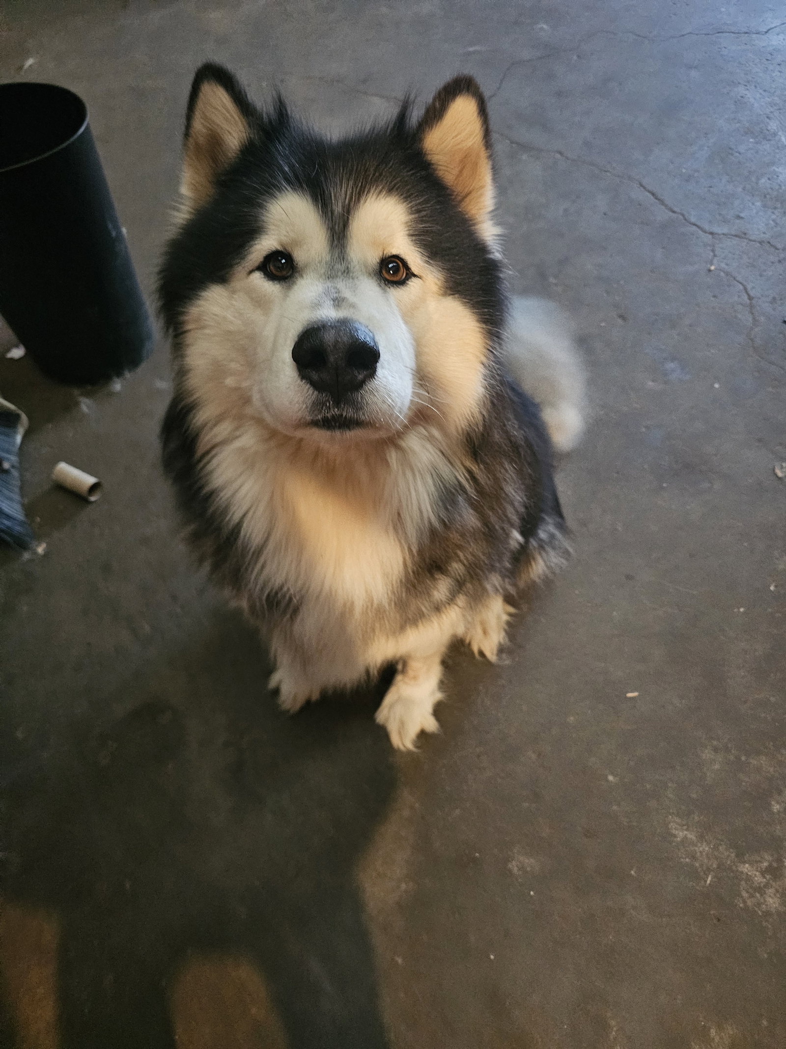 dog-image