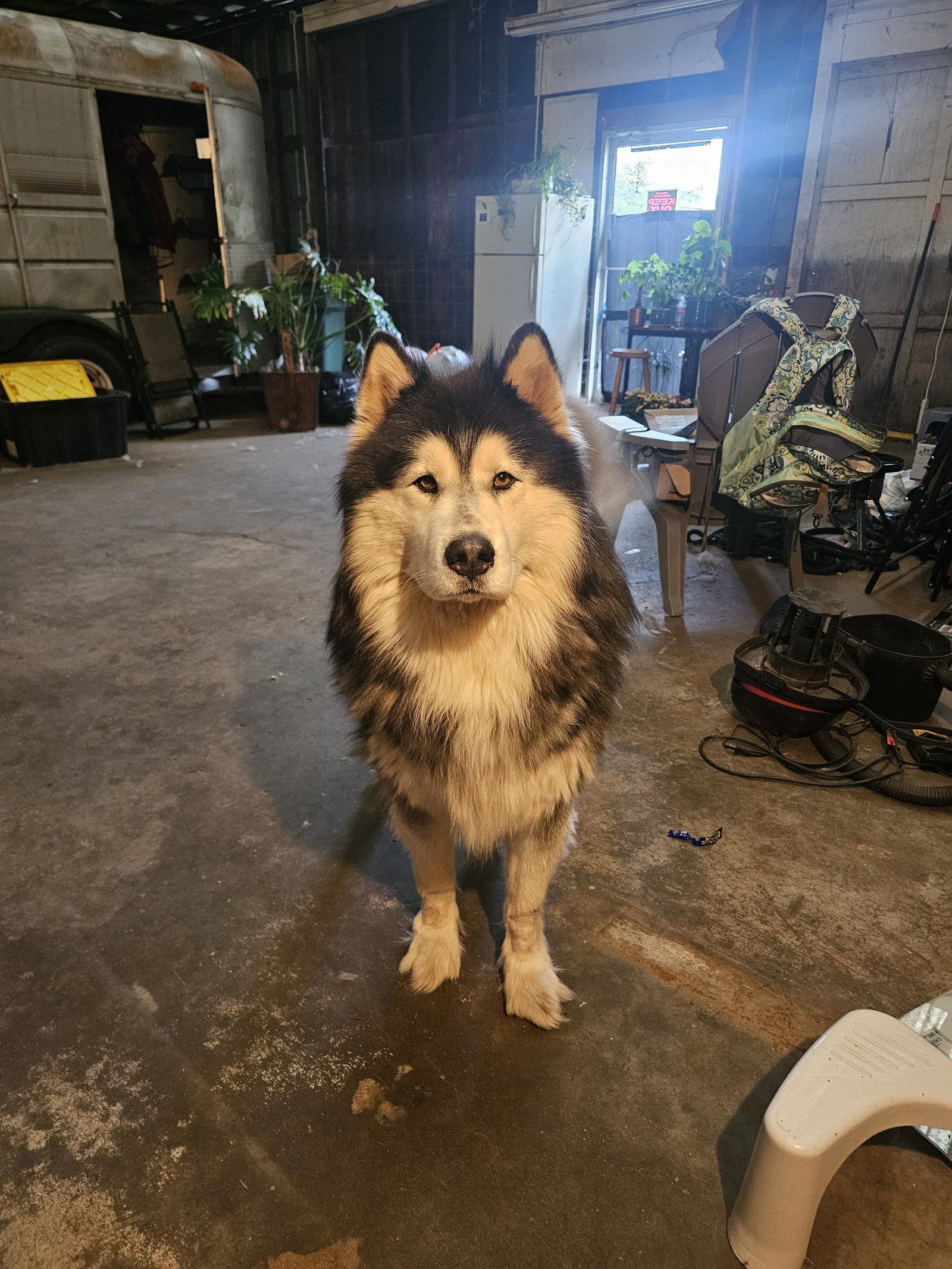 dog-image