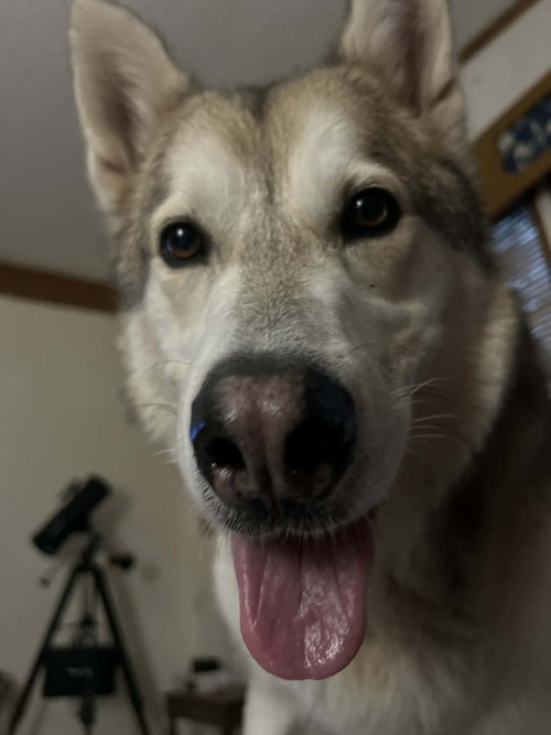 Keno, Alaskan Malamute / Siberian Husky / Mixed (medium coat)