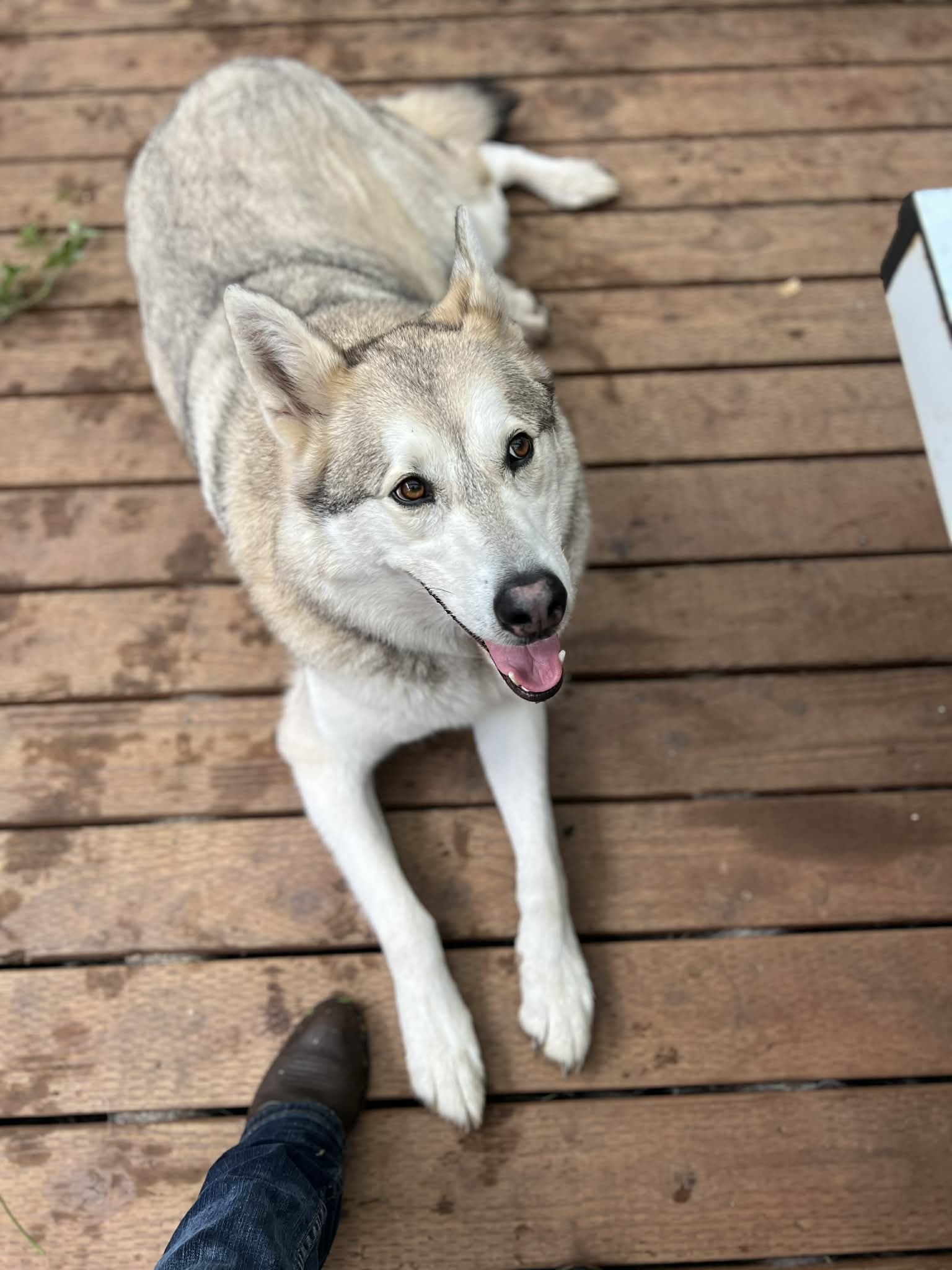 dog-image