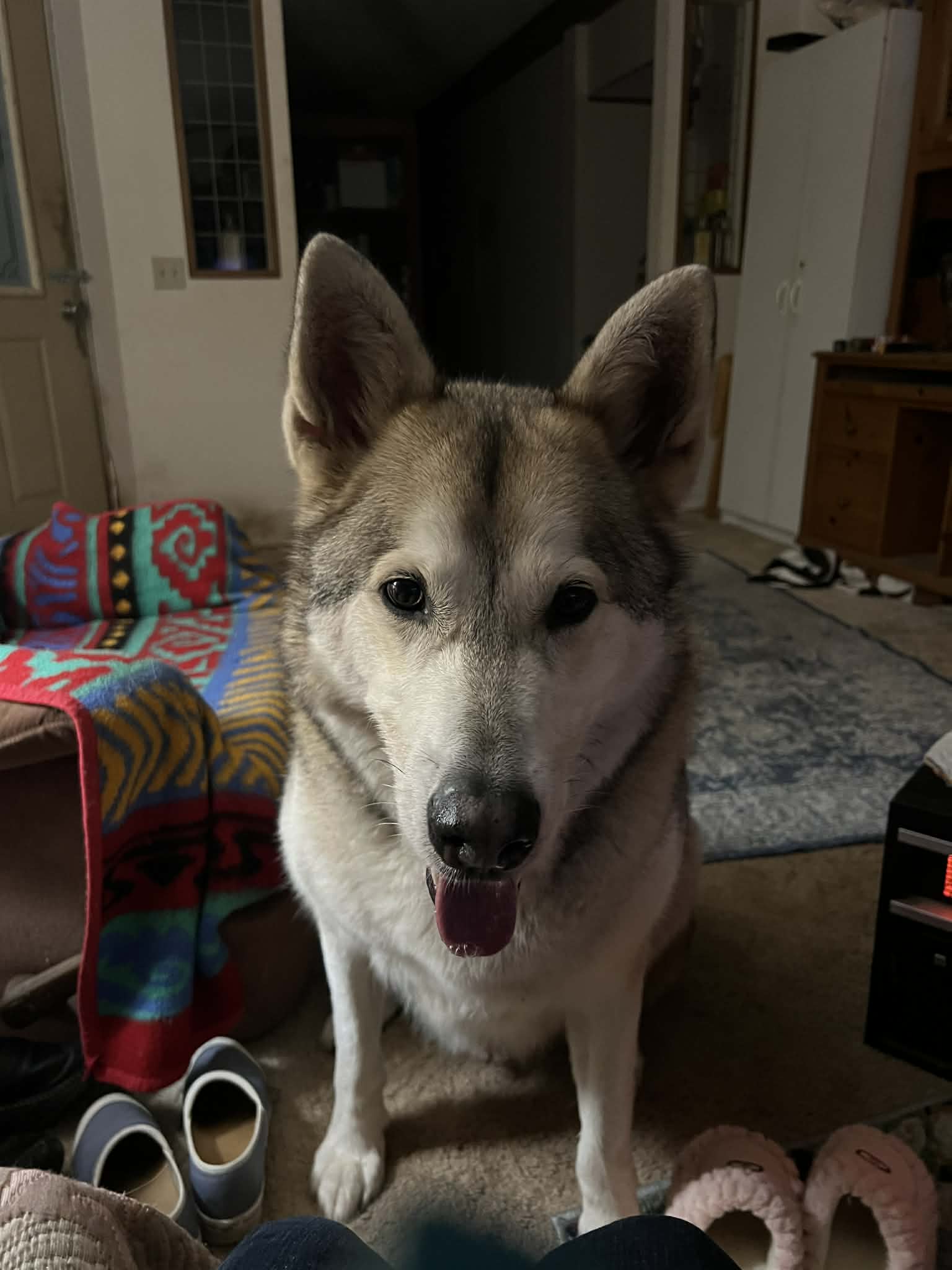 dog-image
