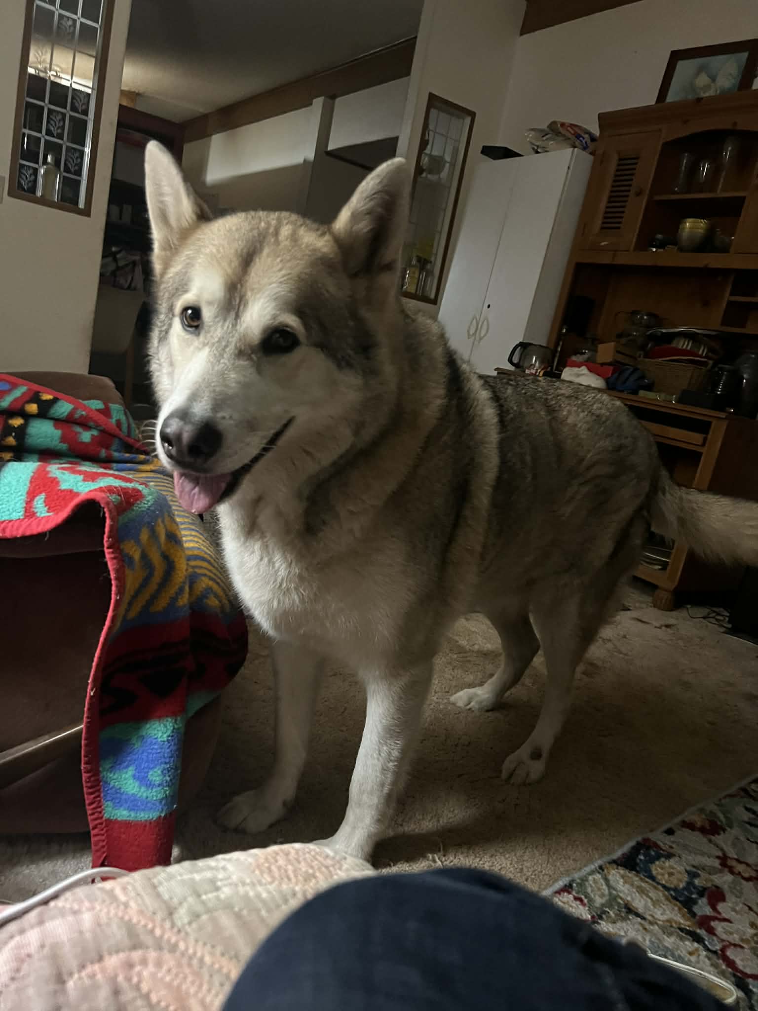 dog-image