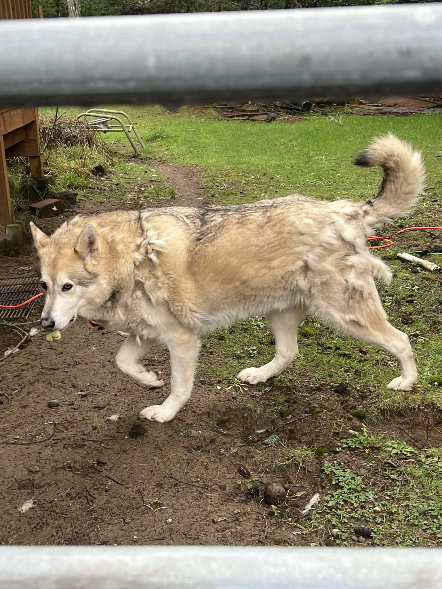 dog-image