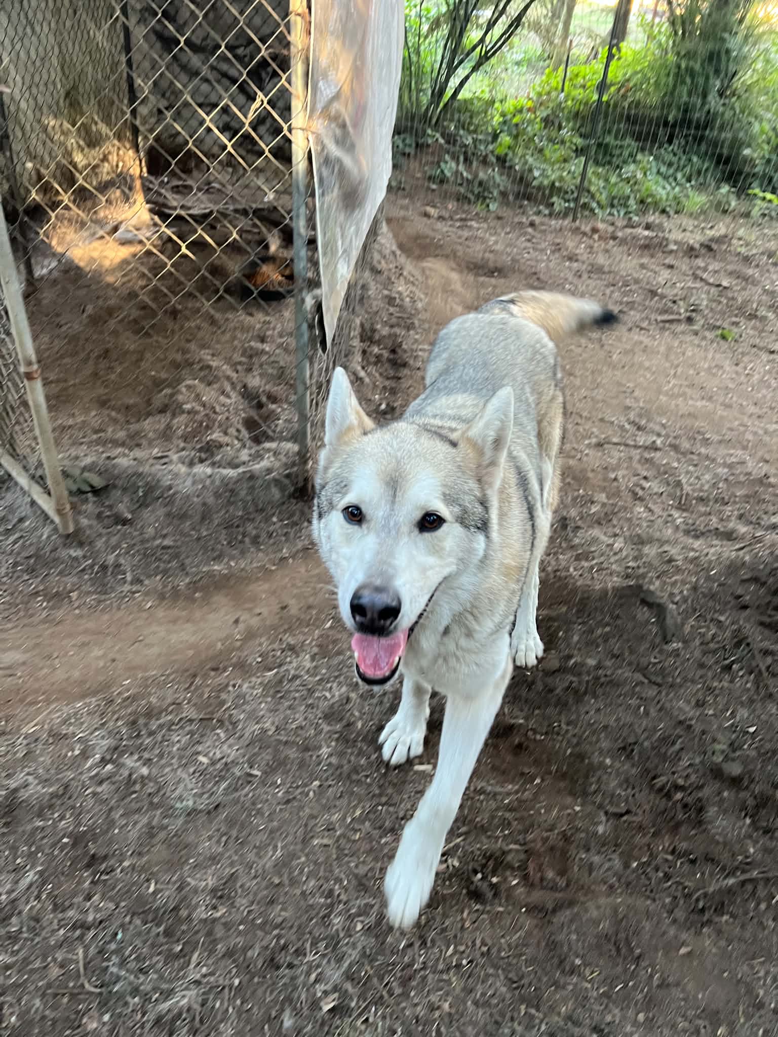 dog-image