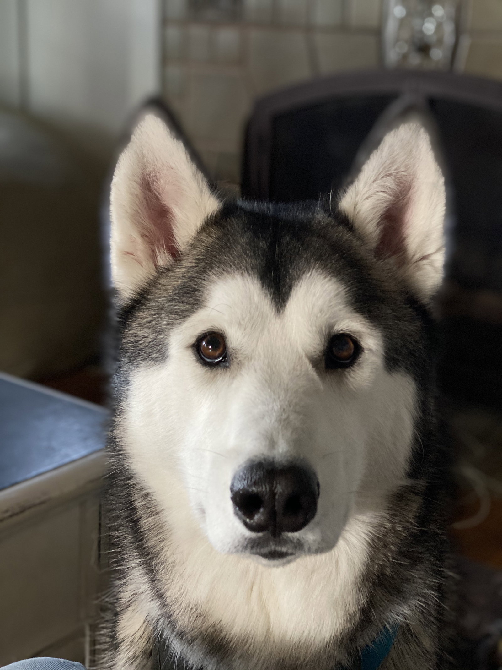 LUKA (Courtesy Listing)