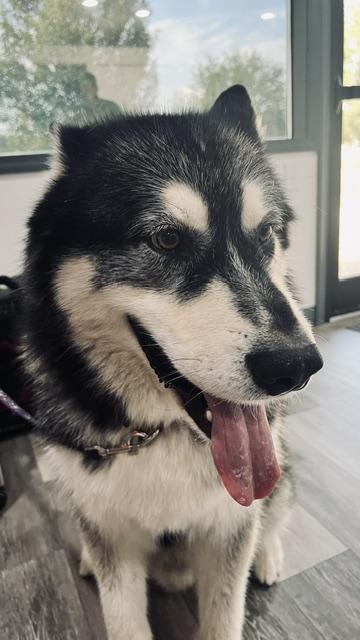 KYLO (Courtesy Listing)