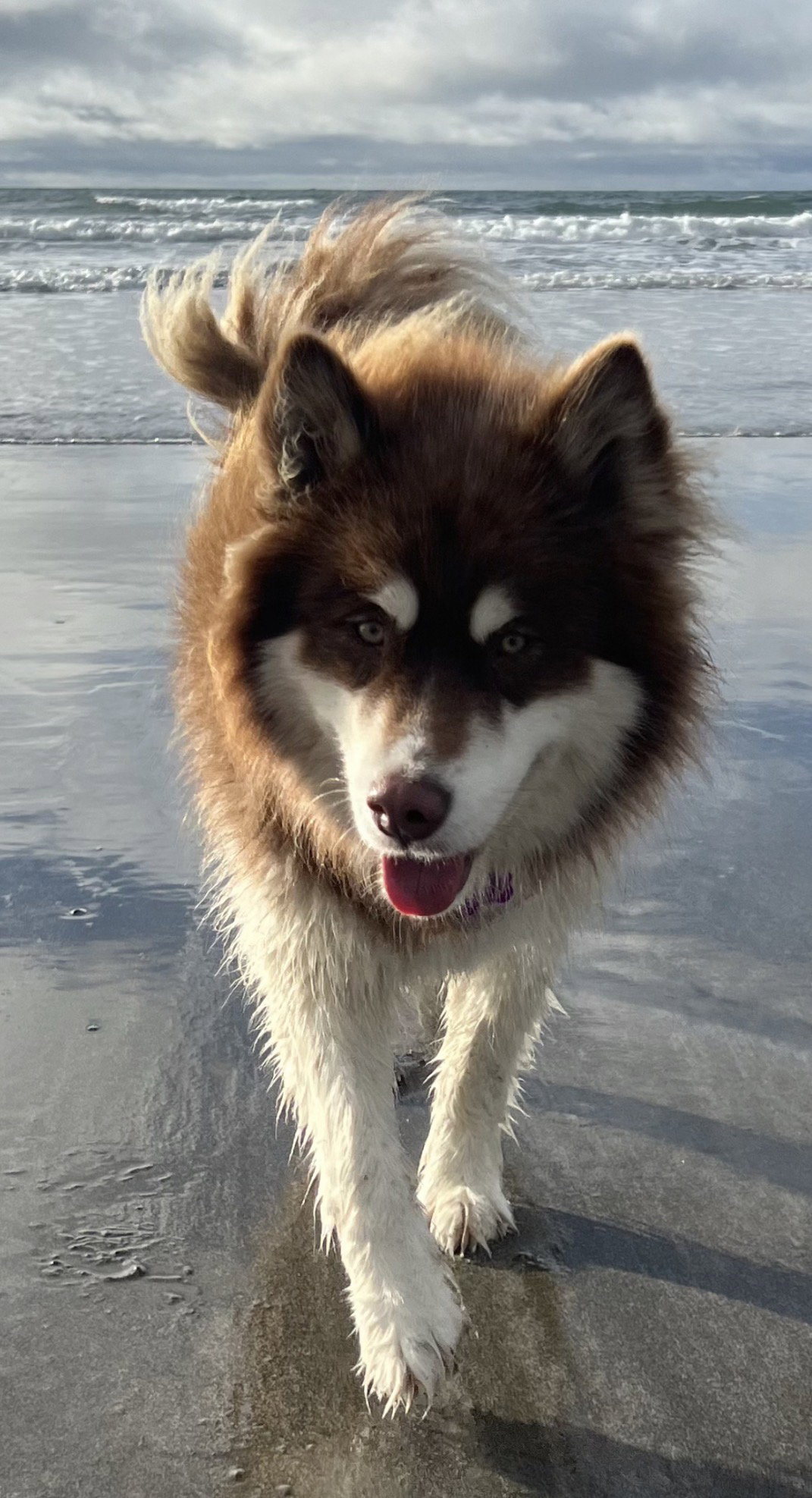 dog-image