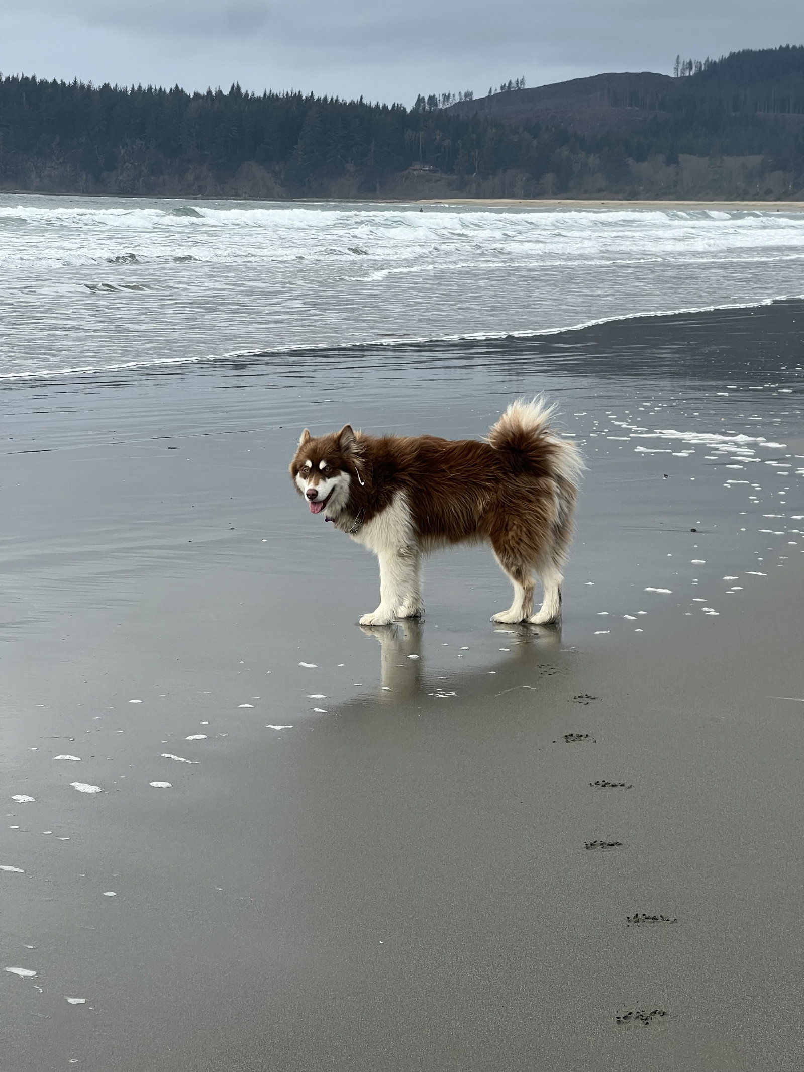 dog-image