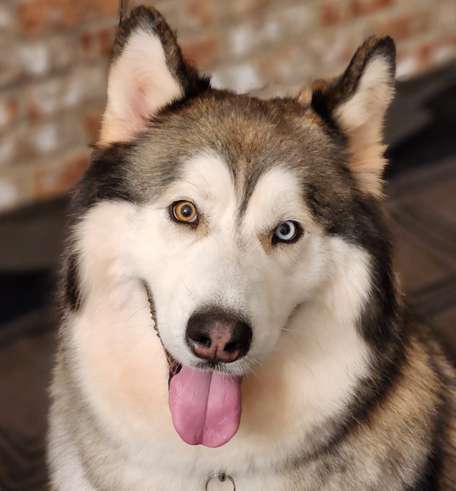 BOSCO (Courtesy Listing)