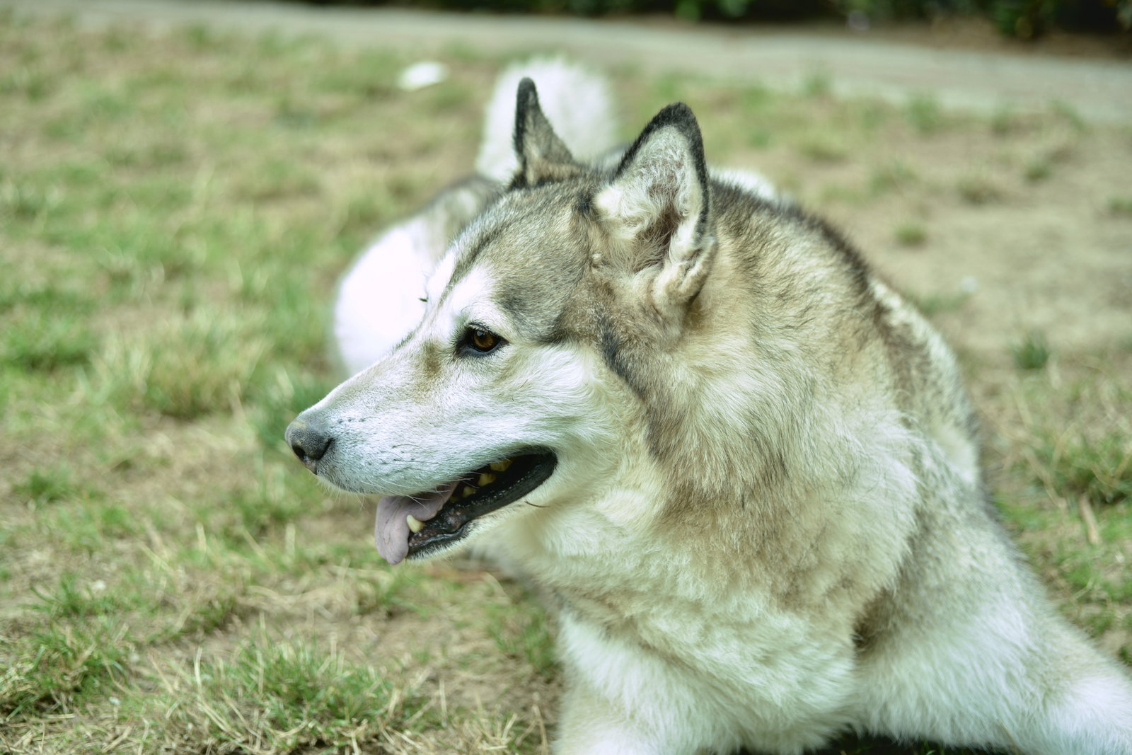 dog-image