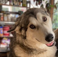 Luna, Alaskan Malamute
