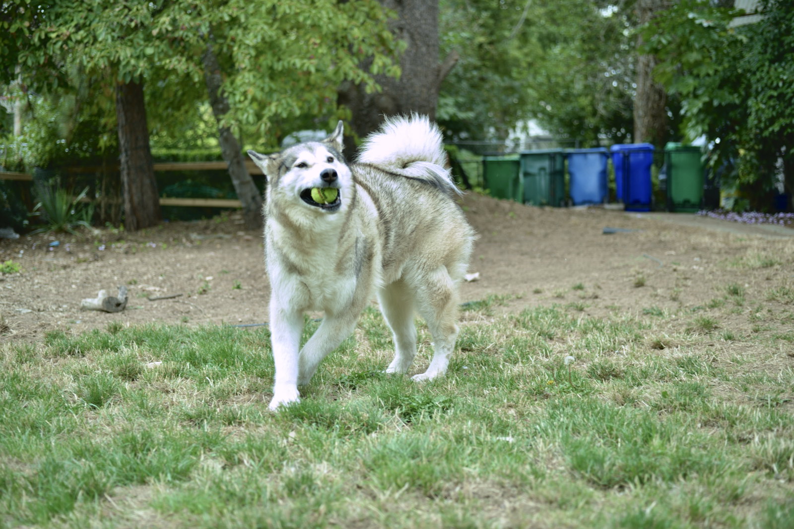 dog-image
