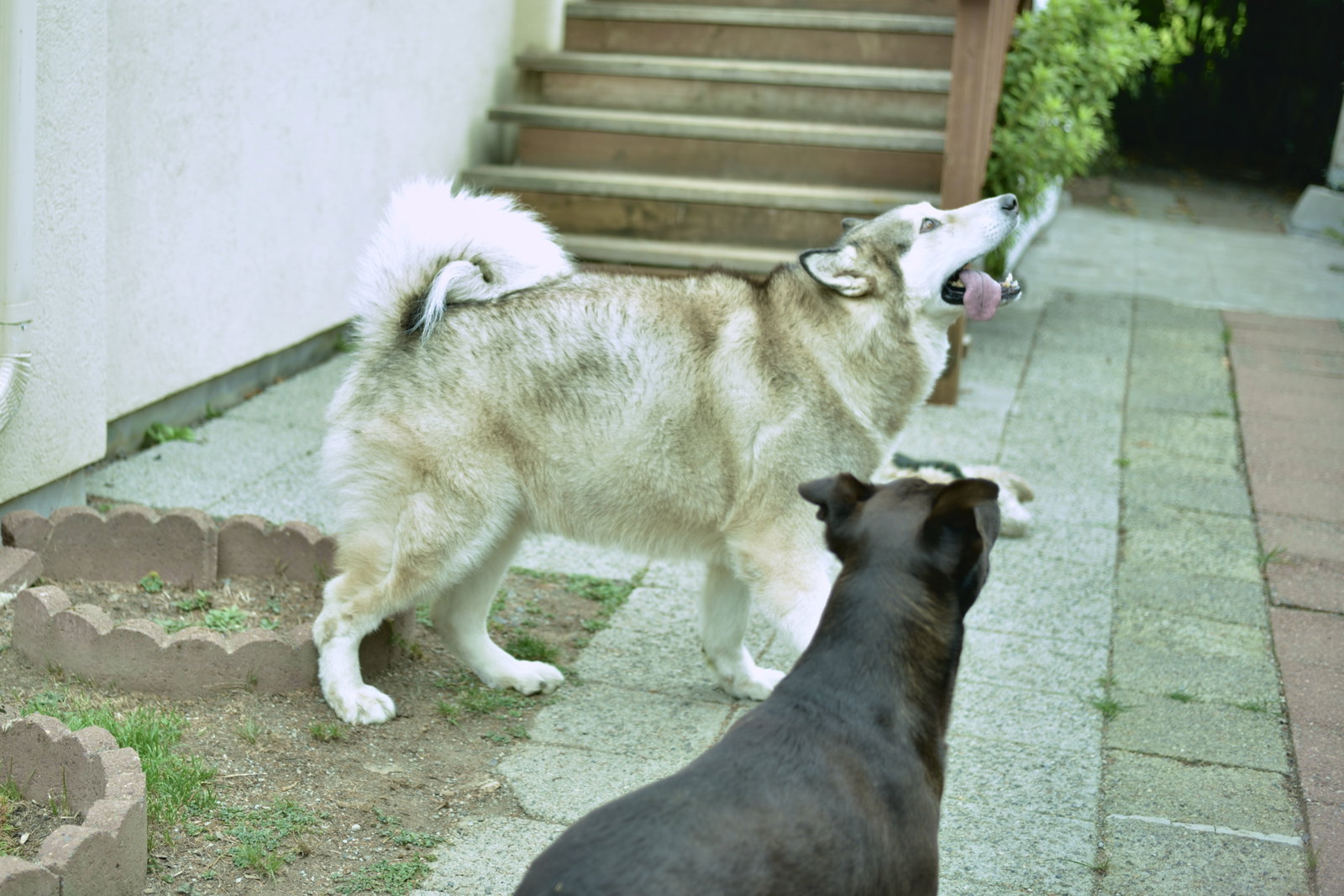 dog-image