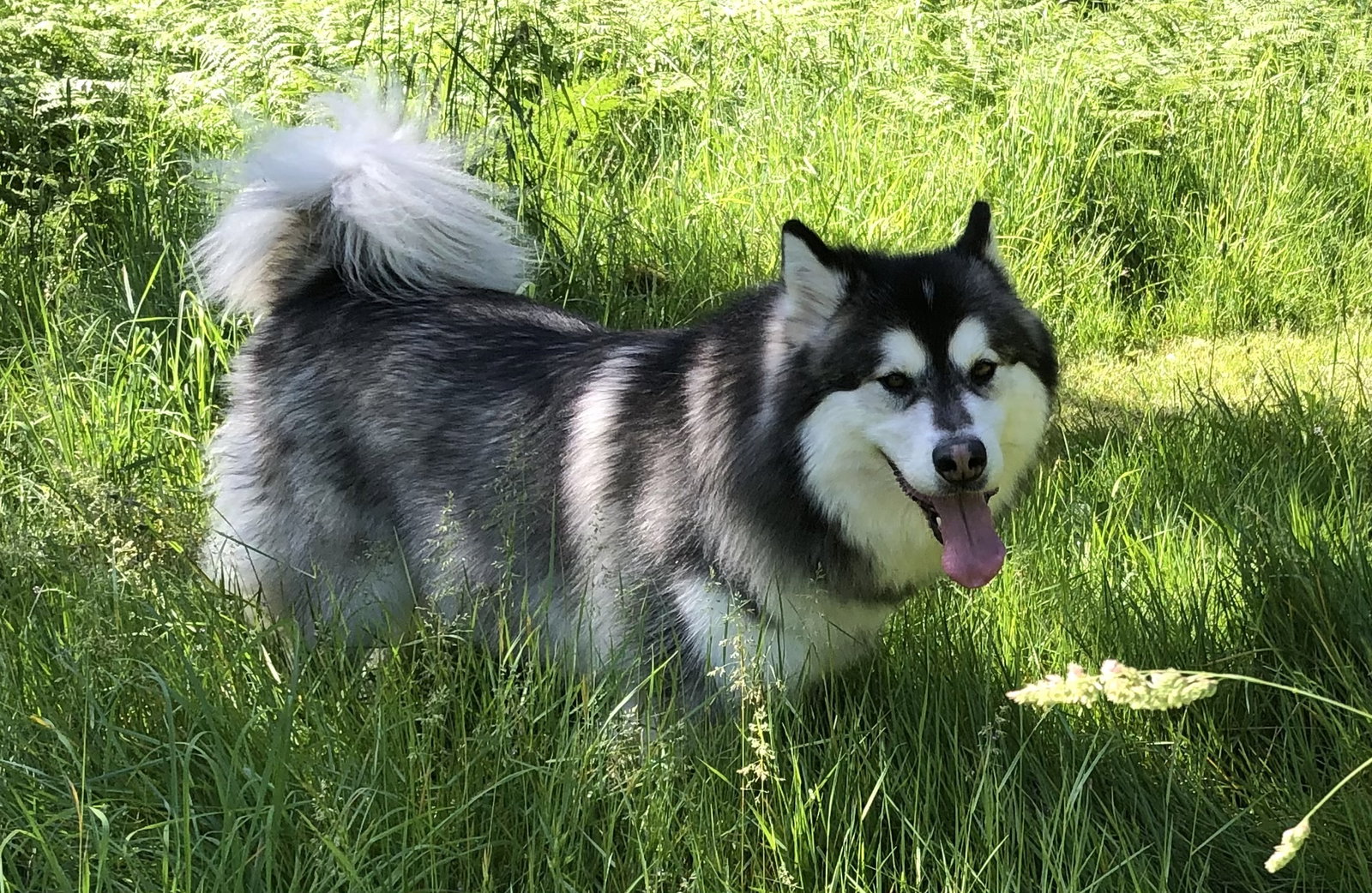 dog-image