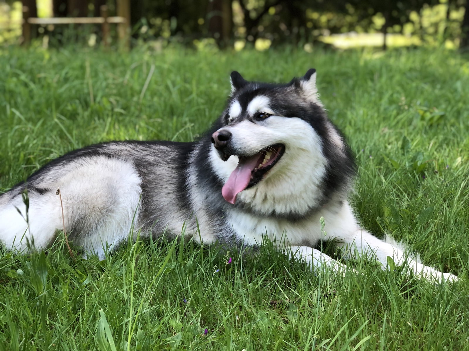 dog-image