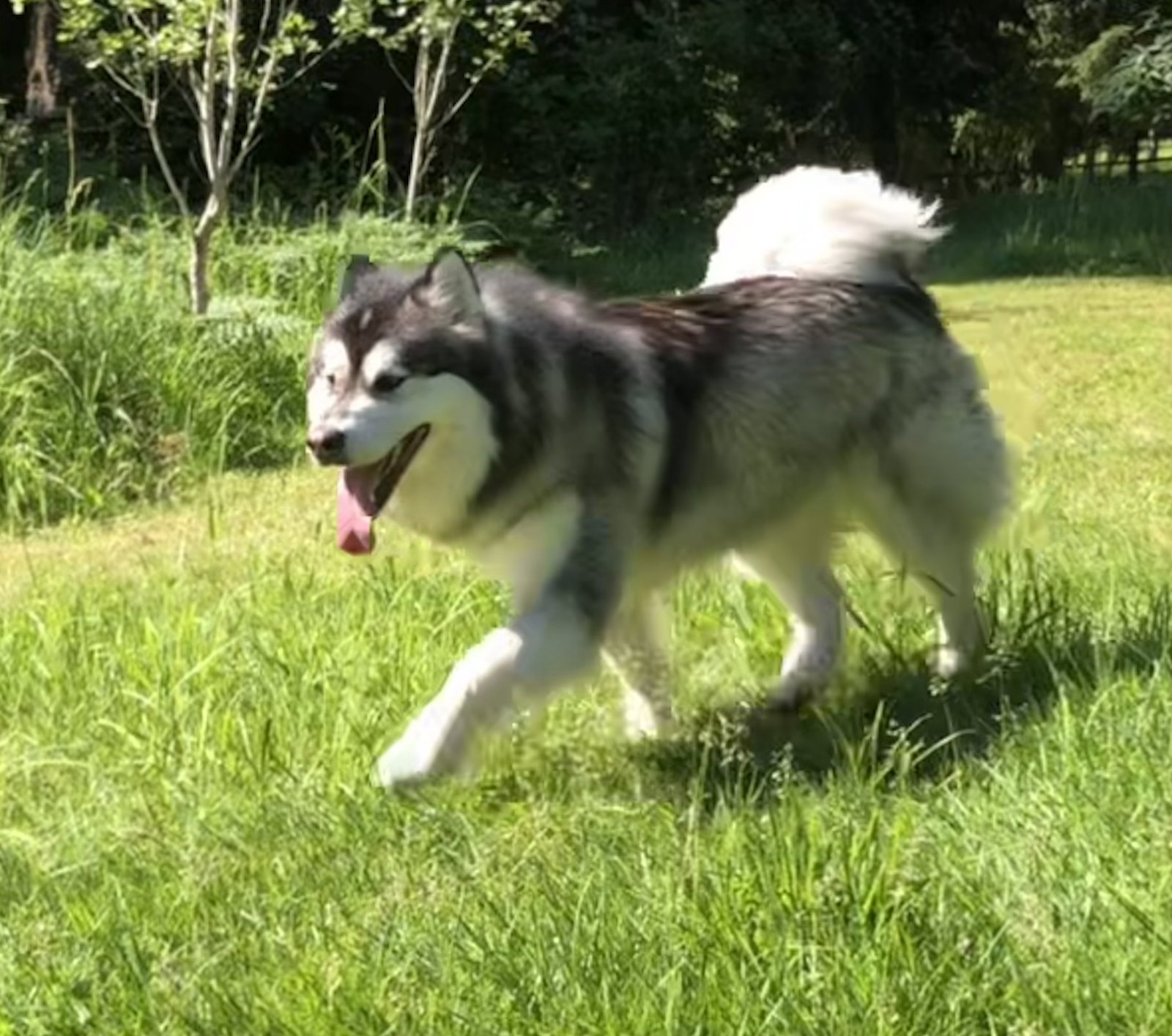 dog-image