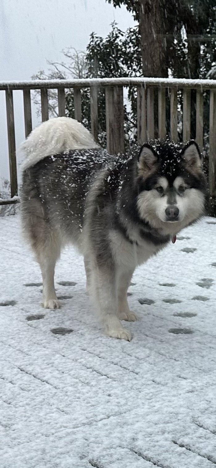 dog-image