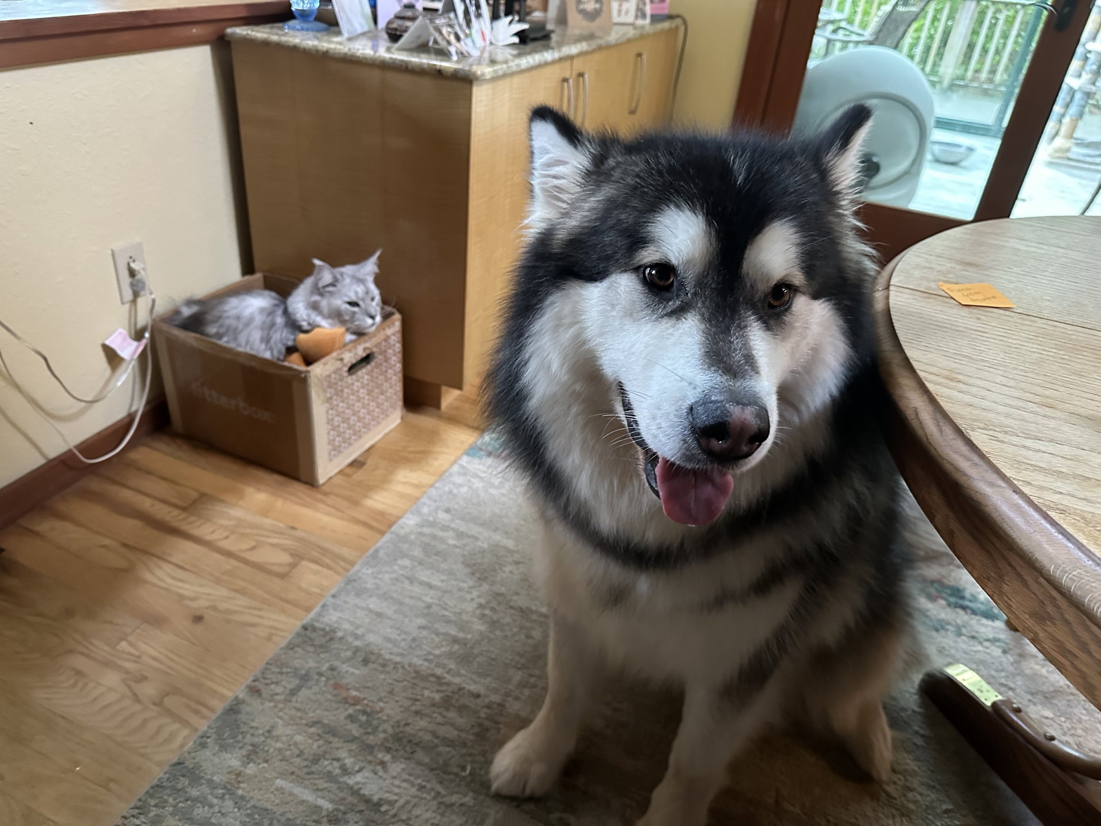 Kuma, Alaskan Malamute