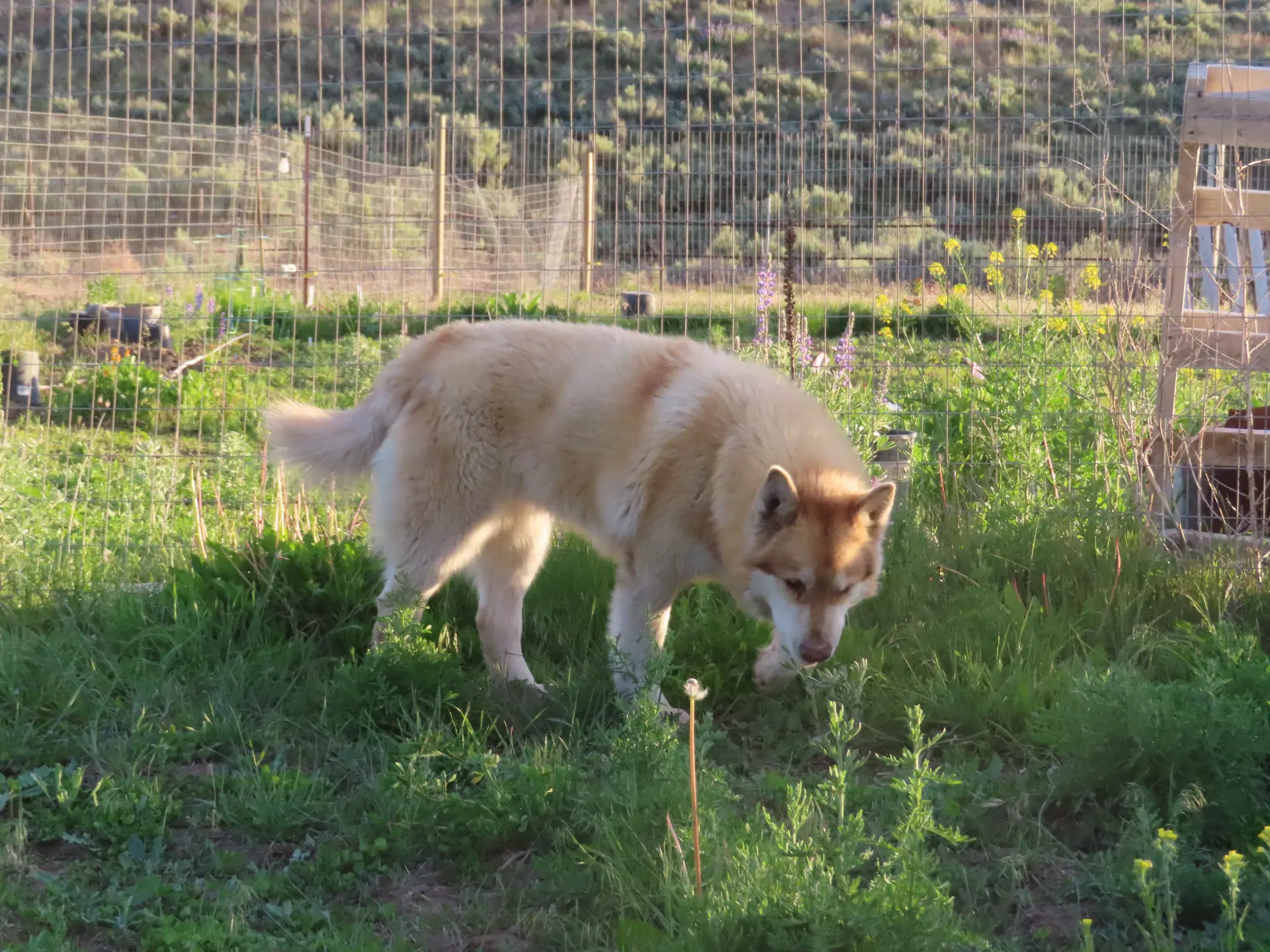 Freya image 2