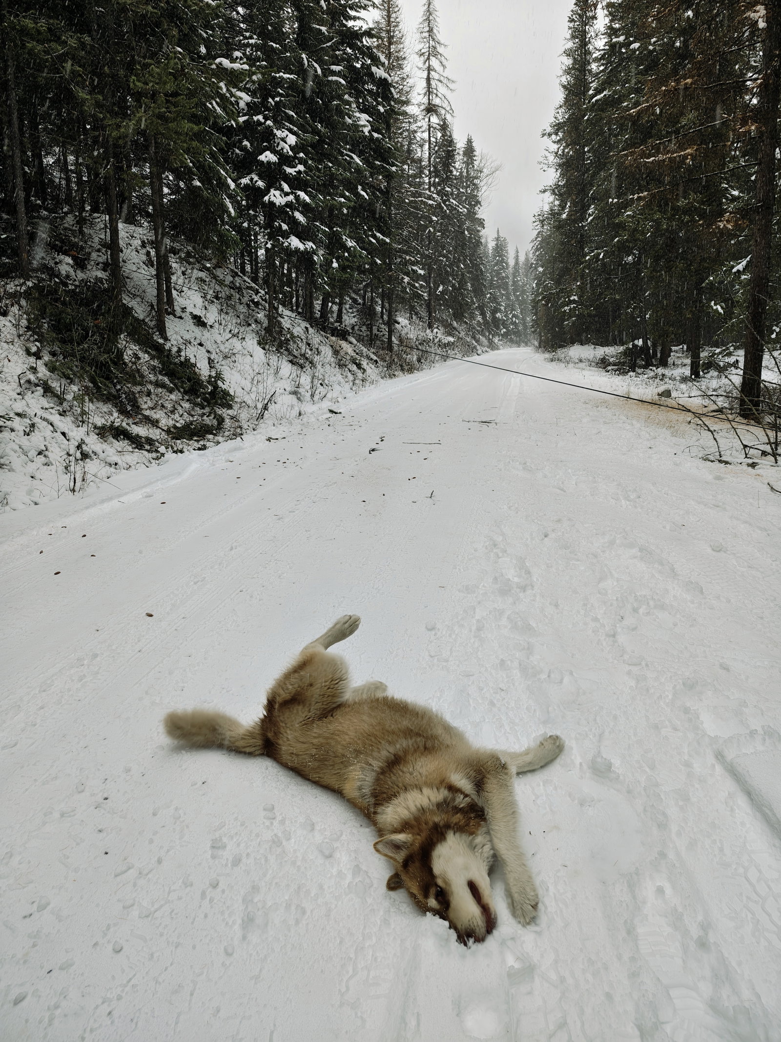 dog-image