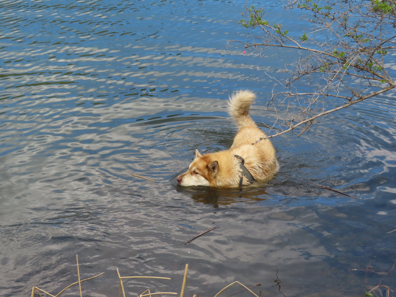 dog-image