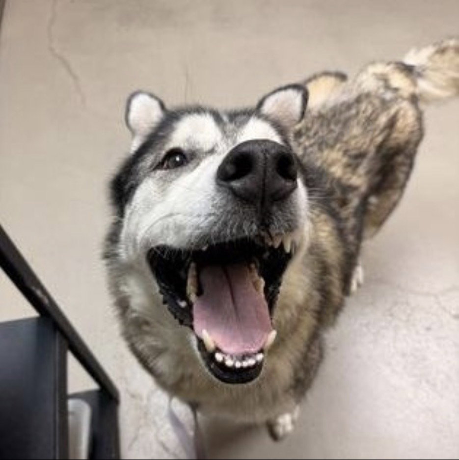 dog-image