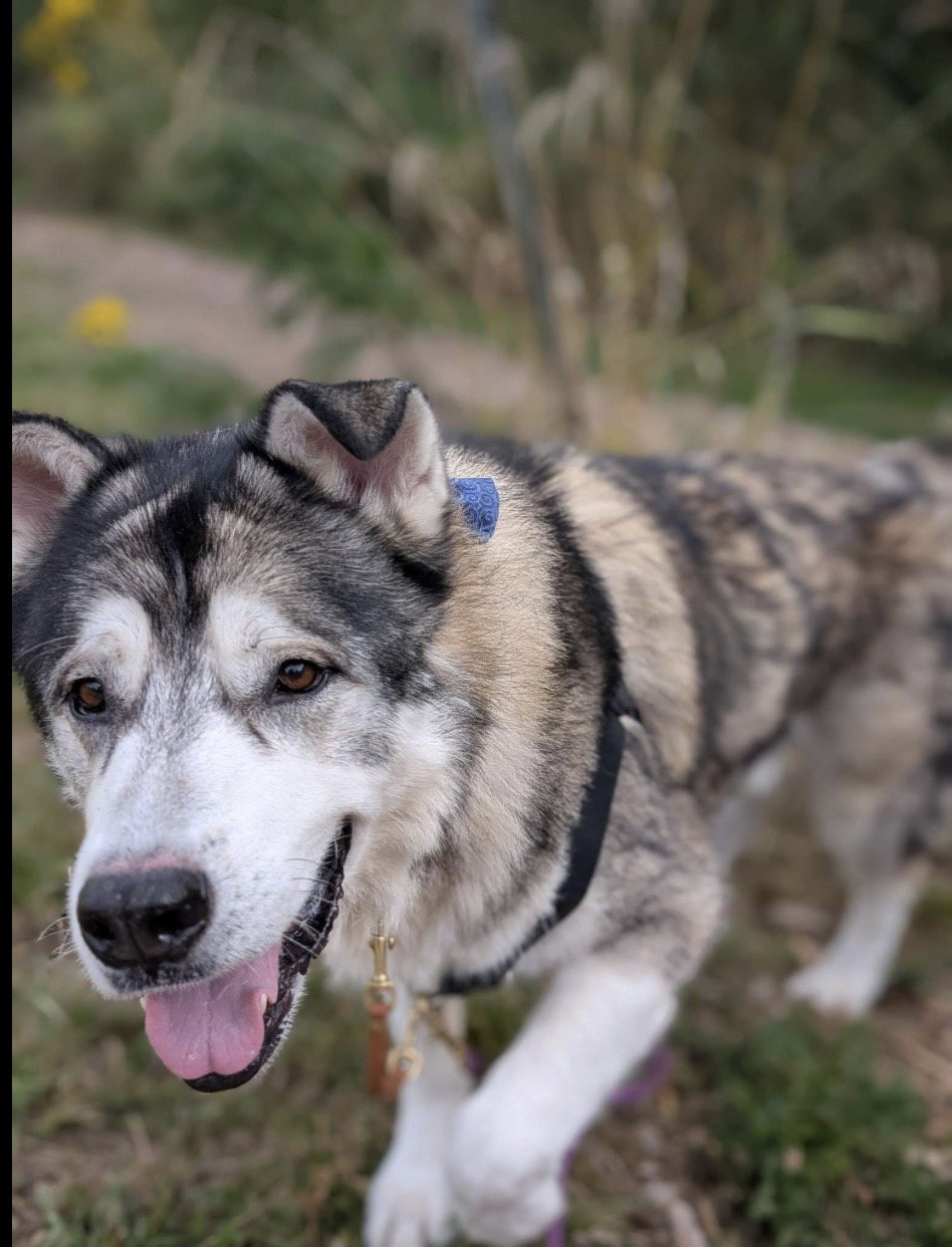 dog-image
